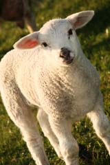 A small Lamb in a field.