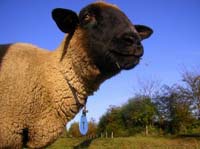 Suffolk Sheep black faces.